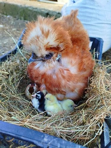 ev heyvanı satışı: Pon ponlar satılır 4 ədəddi hamısı toyudu hal hazırda yumurtuyurlar — 3