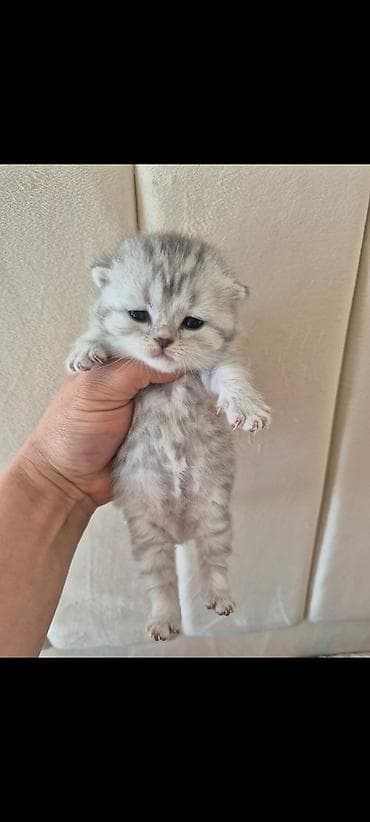 keçiler: Britan — 2