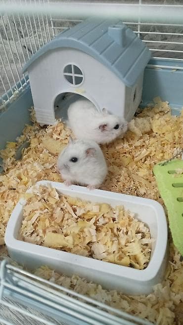 Ağ rəngli cücərtili Cırtdan hamsterlər (xurma gözlü), qəfəs və