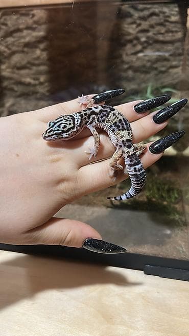 heyvan satişi: 2 dişi qiymet 1ne aiddir . Cüt endirimli olacaq Növ: Leopard gekko — 4