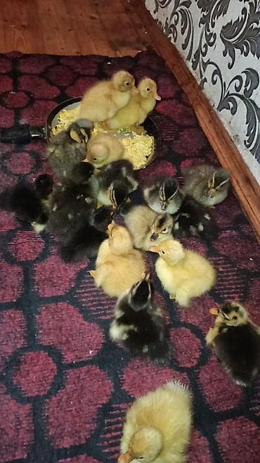 xarkov toyuqlari vikipediya: Pekin qışqıran ördəklər .1,2 günlük ordeklerdi.2manat 50 qep 1 — 8