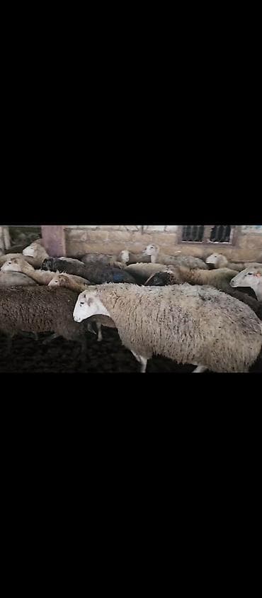 Inəklər, öküzlər: BOGAZ HEYVANLARDİ 400 BAS SEÇİB HİSSE HİSSEDE GOTURE BİLERSİZ NOMRE — 4