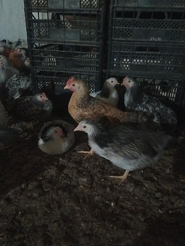 kənd toyuqlarının satışı: Toyuq, Bresse, Damazlıq, Ünvandan götürmə — 4