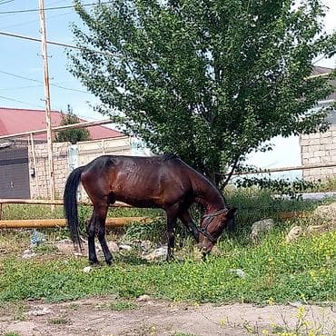 dayça at: Erkək, Ərəb, il: 6, Ödənişli çatdırılma — 2