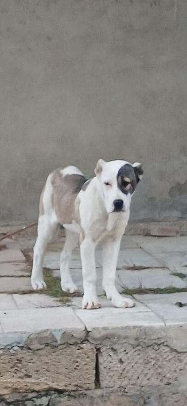 çoban iti: Qurdbasar, 4 ay, Dişi — 5