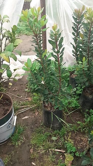 xurma agaci: Hedera (Qırmızı zoğalı həmişəyaşıl dekorativ kol) – konteynerdə — 2