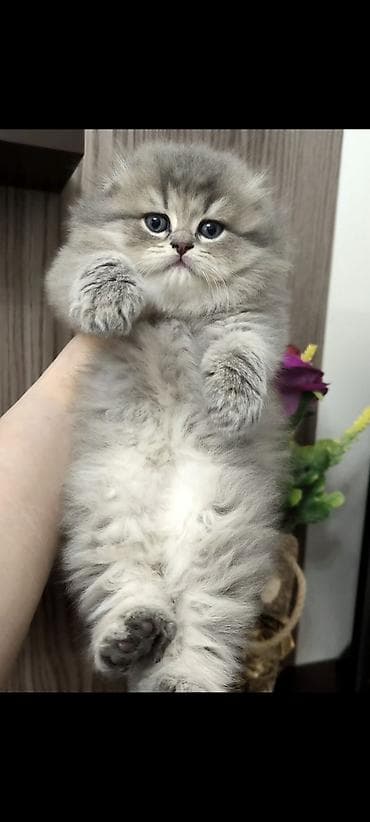 ev pişiyi növləri: Tam sağlam toppuş balalar!!! — 1