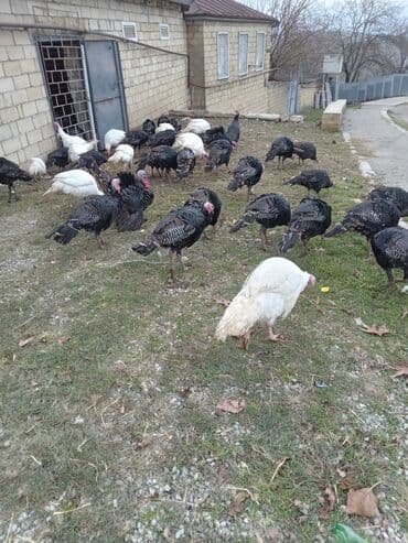 pekines satışı: Məhsul: Hinduşka sürüsü Təsvir: - Şəkillərdə olan sağlam, iriqaşlı — 9