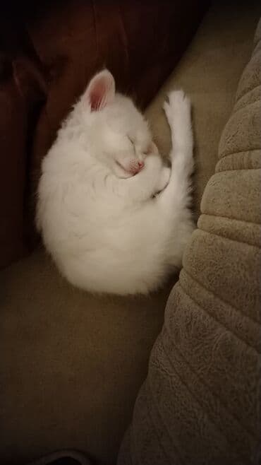 pişik satişi: Türk anqora, Dişi, Ünvandan götürmə — 5