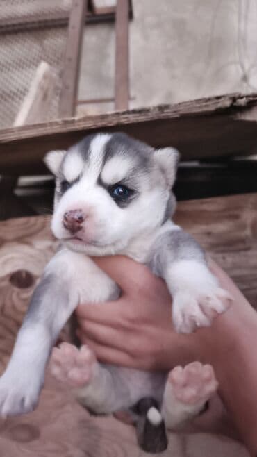 xaski iti satisi: Xaski, Peyvəndli — 3