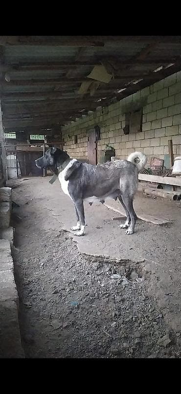Kanqal, Dişi lalafo.az -da Kanqal, Dişi
