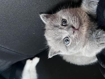 pişik tasma: Şotland yastı qulaq — 2