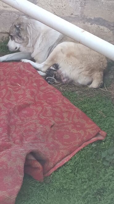 ən gozəl it adları: Qurdbasar, Peyvəndli — 2