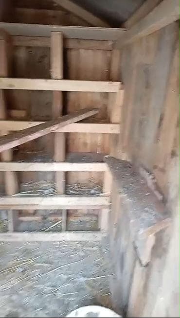 rəngli quşlar: Taxta goyərcin/broyler kümesi - Material: tamamilə taxtadan yığılmış — 3