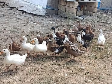 ordek balası: Xarkov qışqıran ördəklər.Hər qiymətə var.unvan Binəqədi kendi.Whatsapp — 1