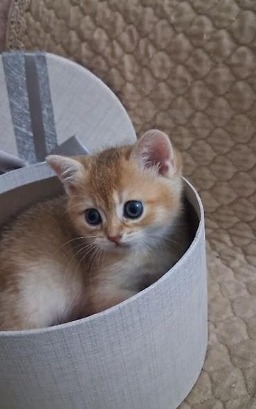 ev pişiy: Yaxşı əllərə — 2