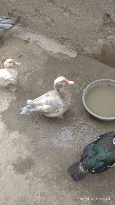 ruan ordək: Muscovy (Hinduşa) ördəklər – yüngül boz, ağ və xallı rənglərdə — 1