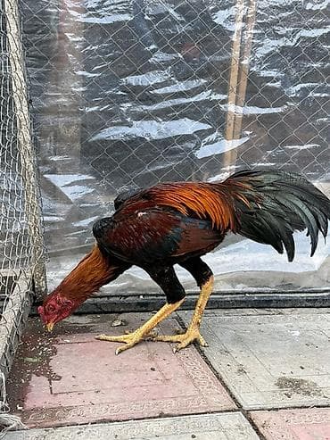 Məhsul: Aseel tipli xoruz Təsvir: - Rəng: qara-qırmızı (parlaq qara