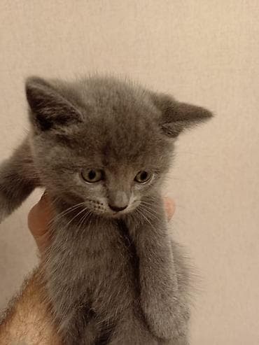 ev pisik: Britan — 2