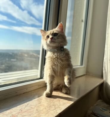 dan: Sibir, Erkək, Yaxşı əllərə, Ünvandan götürmə, Ödənişli çatdırılma — 2