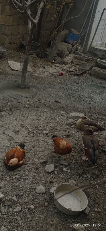 Misir qazları(Egyptian Goose) Satılır❗ Anqutlar satılmır❗ 2 si 350 AZN — 3