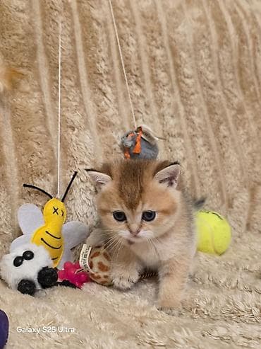 Птицы: Золотая шиншилла — 1