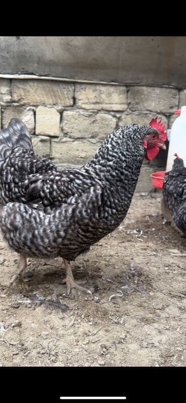 toyuq şəkilləri: Toyuq, Damazlıq — 2