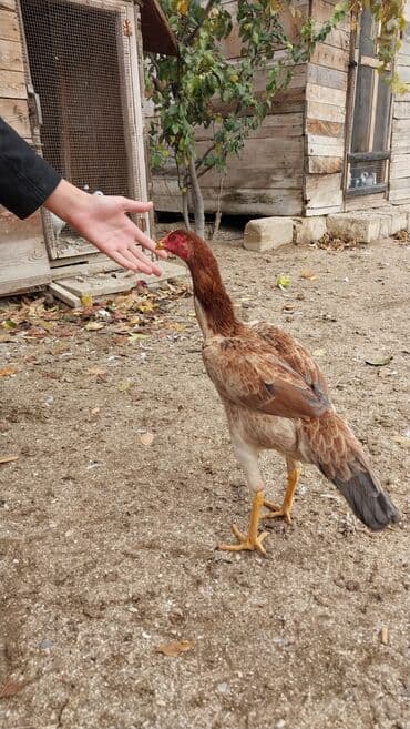 попугай жако купить в баку: 7 aylıq fərədi — 2
