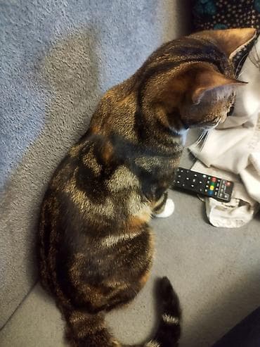 dişi quzu: Benqal, Dişi — 3