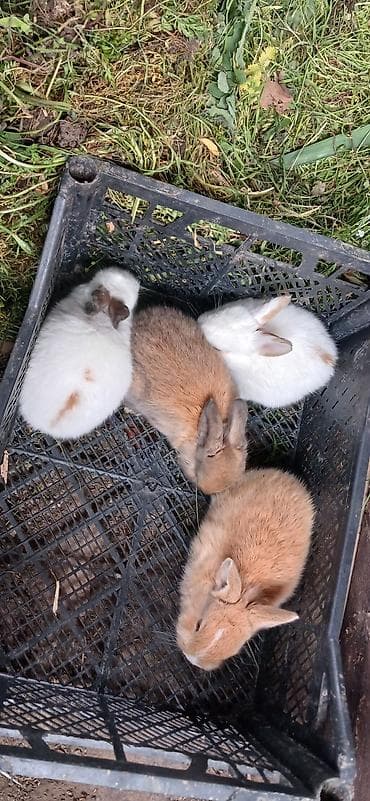 Dovşan balaları satılır 5 manatdan başlayır qiymətləri. ölçüsünə və