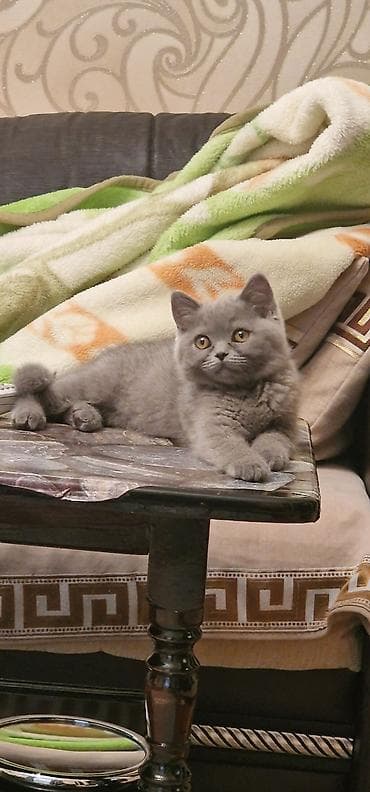 Britan, Erkək, Yaxşı əllərə, Ödənişli çatdırılma, Ünvandan götürmə