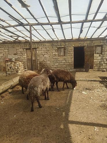 Hinduşkalar: Erkək Qala qoçları satılır Cavan heyvanlardı 3 dənə qırxılmışdar 850 — 6