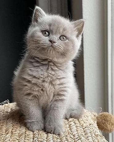 anqor pisiyi: Britan, Erkək, Dişi, Yaxşı əllərə, Ünvandan götürmə, Pulsuz çatdırılma, Ödənişli çatdırılma — 6