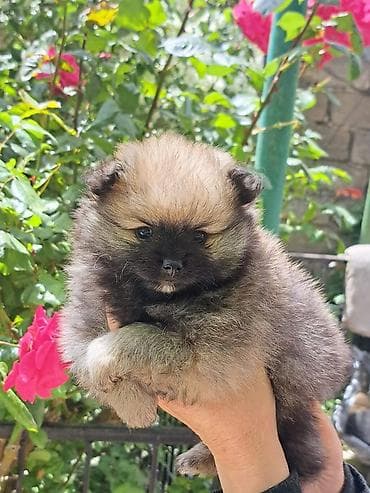 Şpitz, 2 ay, Dişi