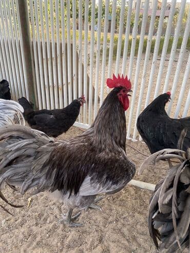 pulsuz verilir: Xoruz, il: 1, Pulsuz çatdırılma — 2