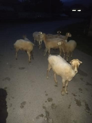 qoyun satışı: Dişi, il: 1, Damazlıq — 1
