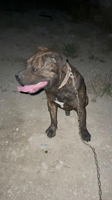 Pitbul