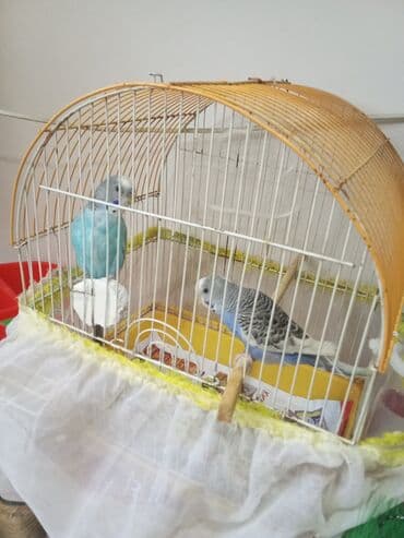 karlik dovsan satisi: Tutuquşu qəfəs aksessuarlari ilə birlikdə verilir . uşaqlara gözəl — 1