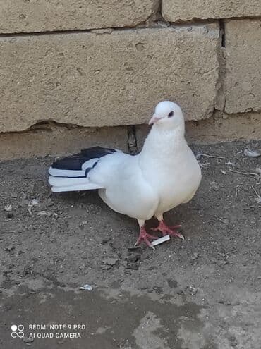 ucuz goyərcin: Qiymət birinə aiddir . quşlar haqqında ətraflı məlumat üçün whatcab — 7