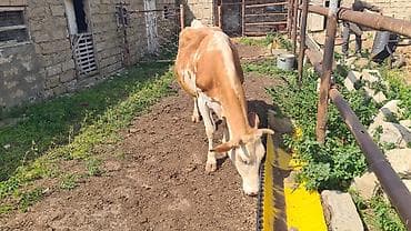 Dişi, Simental, il: 5, Südlük, Ünvandan götürmə