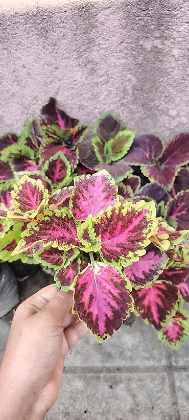 cut bitkisi: Məhsul: dekorativ saksı bitkiləri – Fuşya (Fuchsia) və Koleus (Coleus) — 2