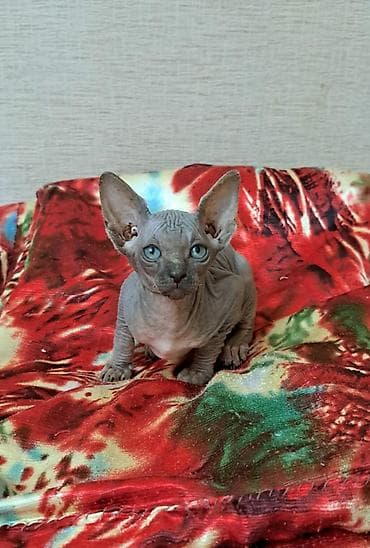 disi at: Sfinks, Erkək, Dişi, Yaxşı əllərə, Ünvandan götürmə, Pulsuz çatdırılma, Ödənişli çatdırılma — 4