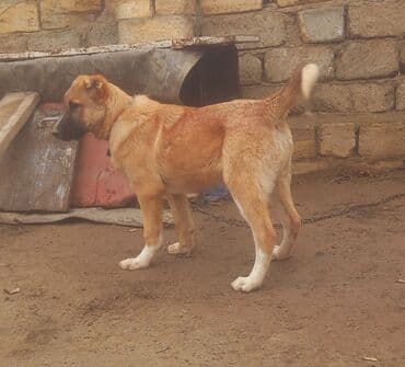 Digər heyvanlar: Qurdbasar — 2