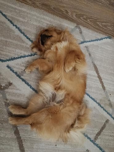heyvanlar ucun bit dermani: Pekines — 2