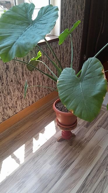 monstera gulu: Alokaziya (Alocasia) otaq bitkisi – iri, ürəkvari-oxvari yaşıl — 1