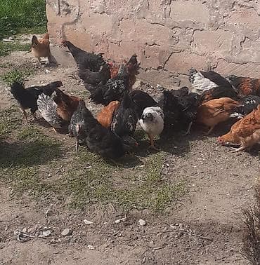 qirt toyug: Toyuq, Damazlıq — 3