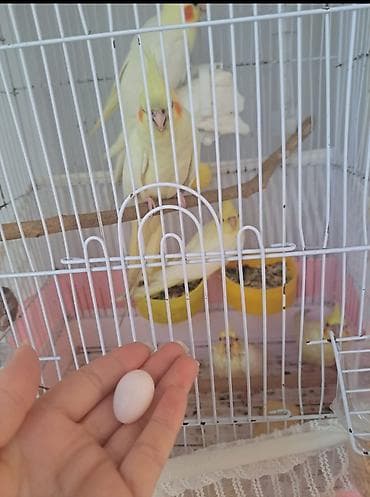 bala xaski: Mayali korella yumurtasi satilir bugun yumurtlayib quslar qirmizi goz — 1