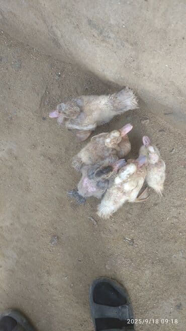 ördək balası satışı: Məhsul: Ördək balaları (6 ədəd) Təsvir: - Şəkillərdə müxtəlif rəng — 4