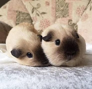 golden roz: Şəkildəki rənglərdə olan Guinea Pig balası axtarıram. Bu rənglərdən — 2