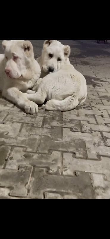 it sekisi: Alabay — 6